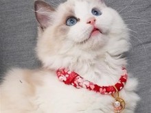 保定拉邦貓價格與相關(guān)寵物服務(wù)指南