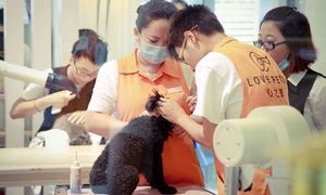 壹狗寵物美容店 專業(yè)與貼心的寵物美容體驗