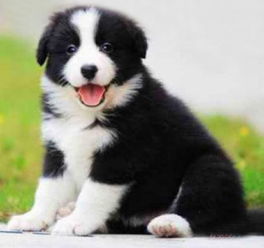 佛山純種邊境牧羊犬幼崽價格及正規(guī)犬舍與寵物服務(wù)指南